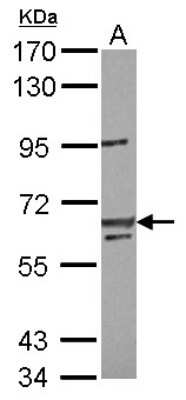 Western Blot: lin-54 Antibody [NBP2-19357]