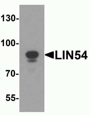 Western Blot: lin-54 AntibodyBSA Free [NBP2-82002]