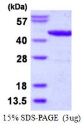 SDS-PAGE: Recombinant E. coli lldD His Protein [NBP2-22655]