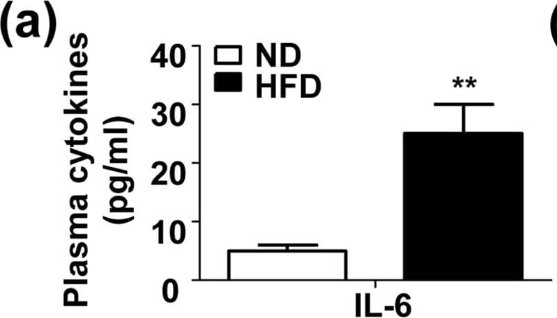 Mouse IL-6 ELISA Kit - Quantikine