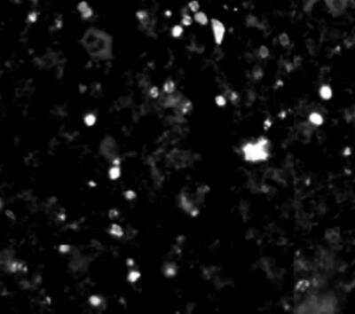 Immunohistochemistry-Frozen: mCherry Antibody (1C51) [NBP1-96752]