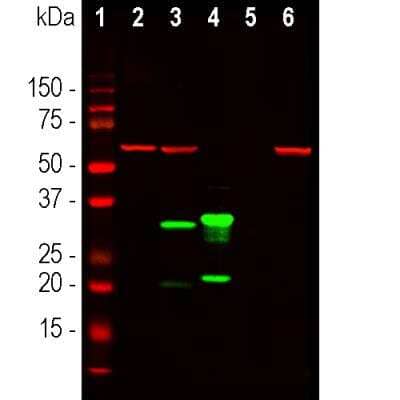 Western Blot: mCherry Antibody (1C51) [NBP1-96752]