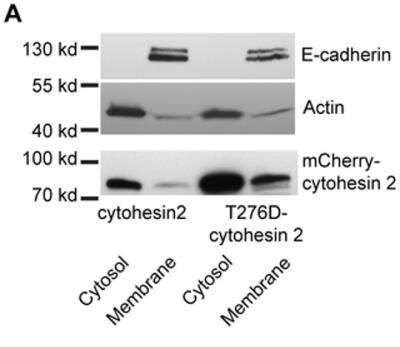 Western Blot: mCherry Antibody (1C51) [NBP1-96752]