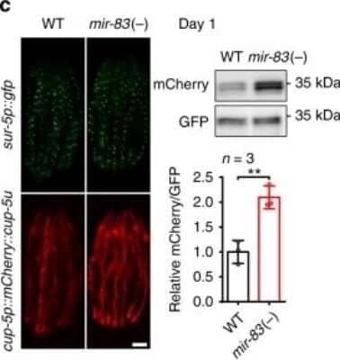 Western Blot: mCherry Antibody (1C51) [NBP1-96752]