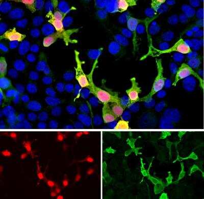 Immunocytochemistry/ Immunofluorescence: mCherry Antibody [NBP3-05558]