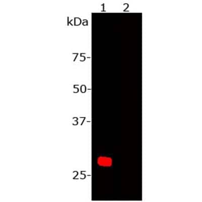 Western Blot: mCherry Antibody [NBP2-25158]