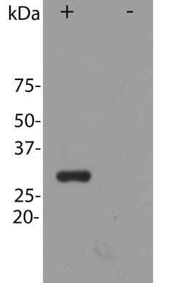 Western Blot: mCherry Antibody [NBP2-25157]