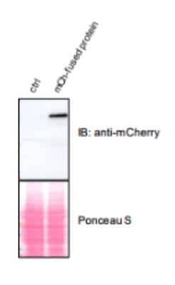 Western Blot: mCherry Antibody [NBP2-25157]