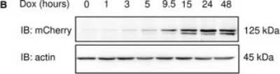 Western Blot: mCherry Antibody [NBP2-25157]