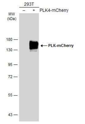 Western Blot: mCherry Antibody [NBP2-43727]