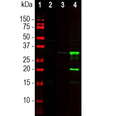 Western Blot: mCherry Antibody [NBP3-05558]