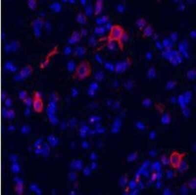 Immunohistochemistry: mGluR1 Antibody - BSA Free [NB100-93555]