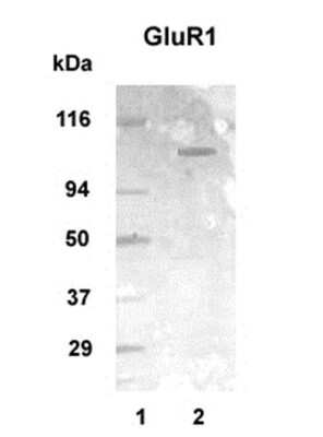 Western Blot: mGluR1 AntibodyBSA Free [NB100-93555]
