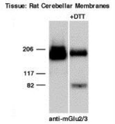 Western Blot: mGluR2/3 AntibodyBSA Free [NB100-1760]