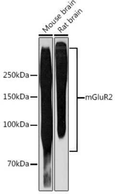 Western Blot: mGluR2 Antibody (0U6B5) [NBP3-16243]