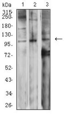 Western Blot: mGluR2 Antibody (6E4F6)BSA Free [NBP2-61834]