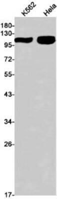 Western Blot: mGluR2 Antibody (S04-2D1) [NBP3-19688]