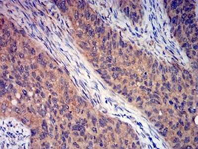 Immunohistochemistry-Paraffin: mGluR3 Antibody (7A5A6) - BSA Free [NBP2-61843]