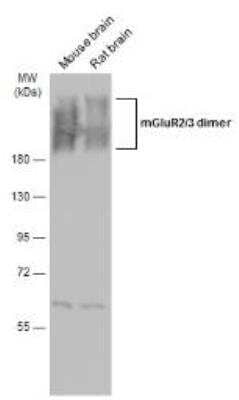 Western Blot: mGluR3 Antibody [NBP1-31109]