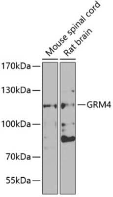 Western Blot: mGluR4 AntibodyBSA Free [NBP3-03682]