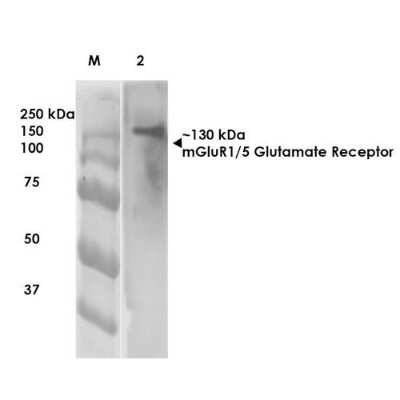 Western Blot: mGluR5/1 Antibody (S75-3) [NBP2-22424]