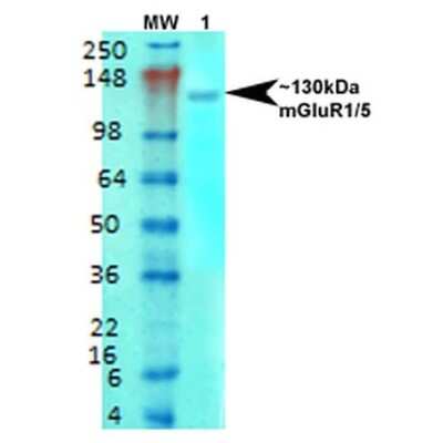 Western Blot: mGluR5/1a Antibody (S75-33) [NBP2-59334]