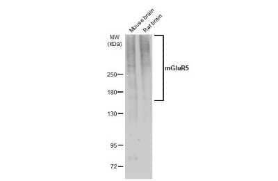 Western Blot: mGluR5 Antibody [NBP3-13151]