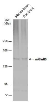 Western Blot: mGluR5 Antibody [NBP3-13190]