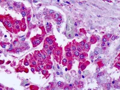 Immunohistochemistry-Paraffin: mGluR7 Antibody - BSA Free [NLS917]