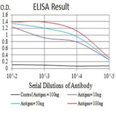 ELISA: mGluR8 Antibody (4C1C1) - BSA Free [NBP2-61857]