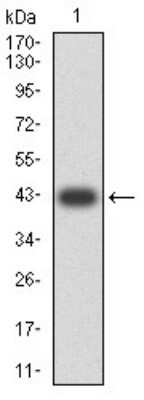 Western Blot: mGluR8 Antibody (4C1C1)BSA Free [NBP2-61857]