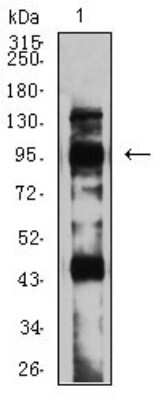 Western Blot: mGluR8 Antibody (4C1C1)BSA Free [NBP2-61857]