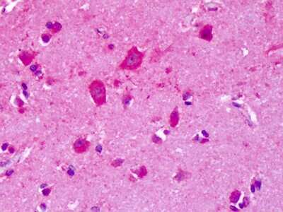 Immunohistochemistry-Paraffin: mGluR8 Antibody - BSA Free [NLS922]