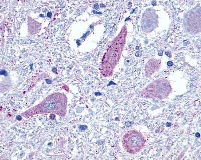 Immunohistochemistry-Paraffin: mGluR8 Antibody - BSA Free [NLS925]