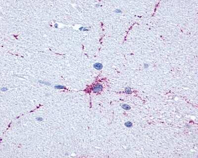 Immunohistochemistry-Paraffin: mGluR8 Antibody - BSA Free [NLS925]