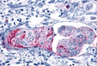 Immunohistochemistry-Paraffin: mGluR8 Antibody - BSA Free [NLS925]