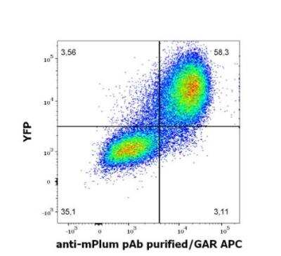 Flow Cytometry: mPlum Antibody - BSA Free [NBP3-11833]