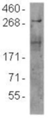 Western Blot: TOR/mTOR Antibody (F11) [NBP2-00217]