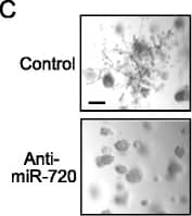 Human LILRB1/CD85j/ILT2 Antibody (MAB20171) | Bio-Techne