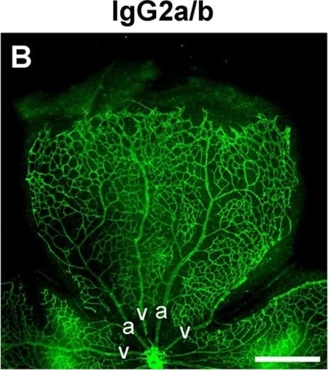 Detection of Mouse IgG2a by Immunohistochemistry