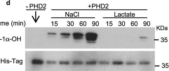 Detection of His Tag by Western Blot