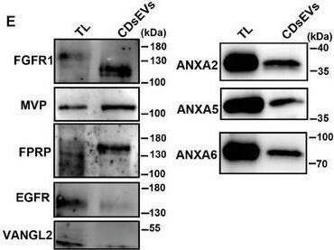 Detection of FPRP/PTGFRN by Western Blot