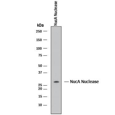 NucA nuclease