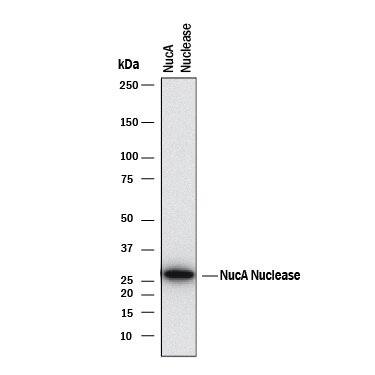 Detection of NucA nuclease®NucA nuclease antibody by Western Blot.