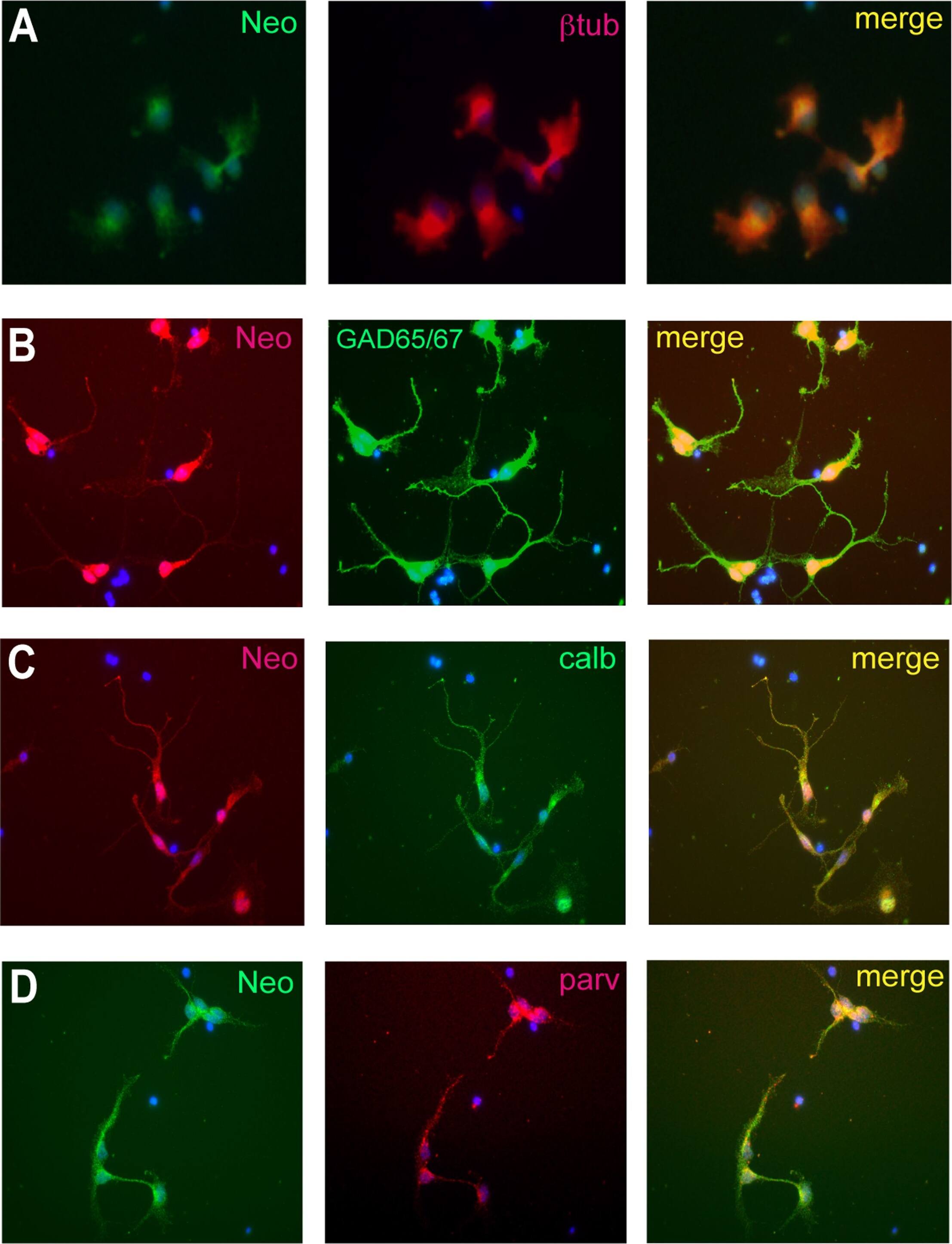 Detection of Mouse Neogenin by Immunocytochemistry/Immunofluorescence