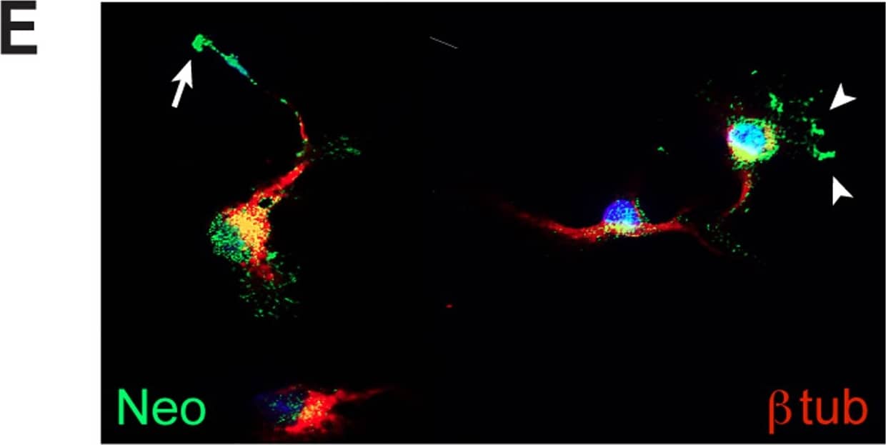 Detection of Mouse Neogenin by Immunocytochemistry/Immunofluorescence