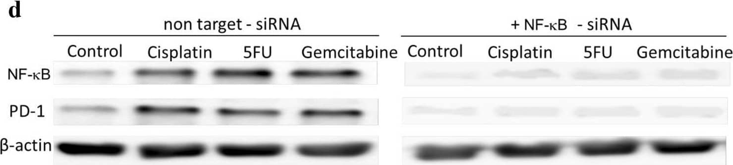 Detection of PD-1 by Western Blot