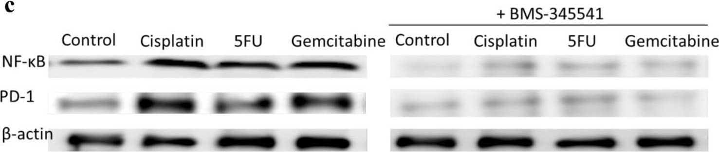 Detection of PD-1 by Western Blot
