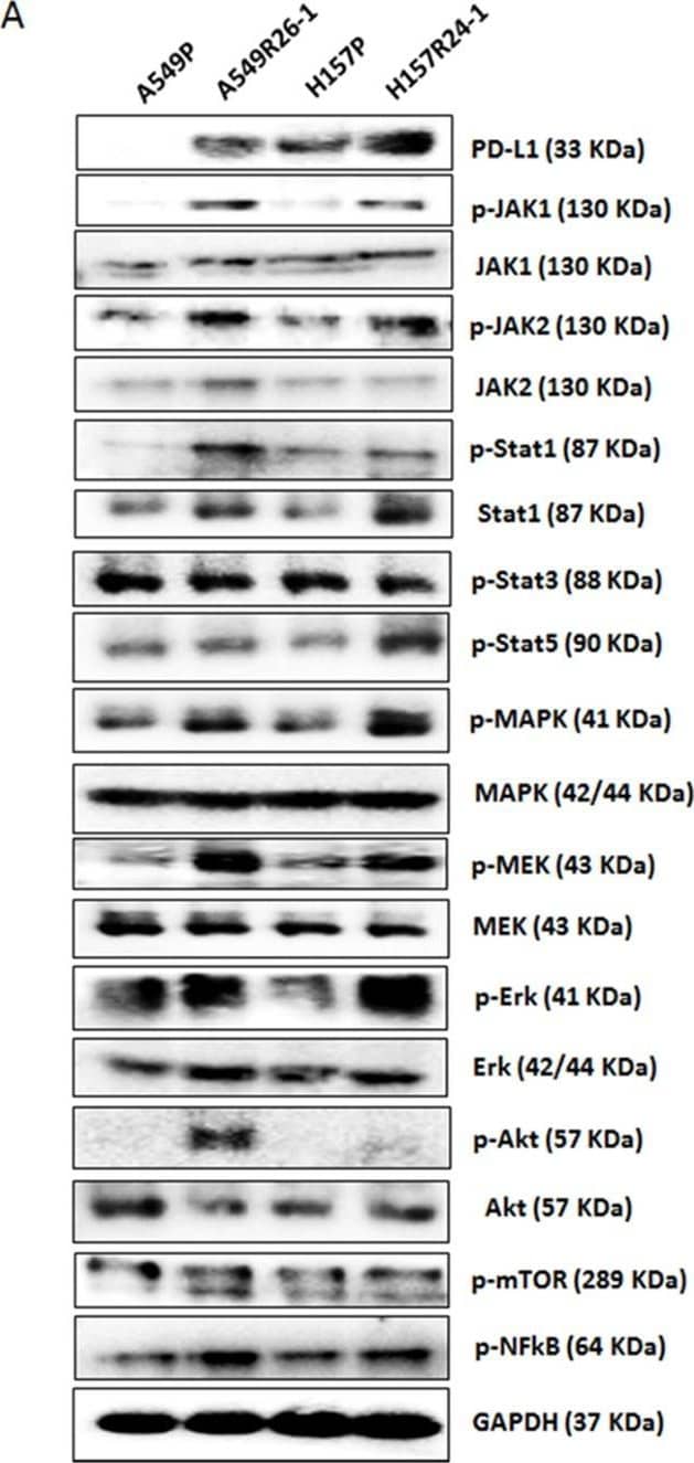 Detection of Human PD-1 by Western Blot