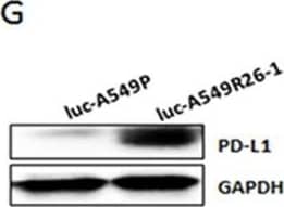 Detection of Human PD-1 by Western Blot